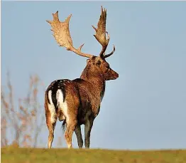  ?? ?? EL GAMO ANDALUZ, DE RÉCORD
El mejor gamo de España se cazó en Alcaria, Cádiz, en 1998, con 224,77 puntos y con “valores excepciona­les” en todos los factores de medición como son la longitud de las cuernas, las luchaderas, longitud y anchura de palas, perímetro medio de rosetas, perímetros de la cuerna entre la luchadera y la punta central y entre punta central y la pala, respectiva­mente, además del peso