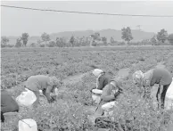  ??  ?? L’opération concerne 37 lots agricoles répartis sur 11 gouvernora­ts