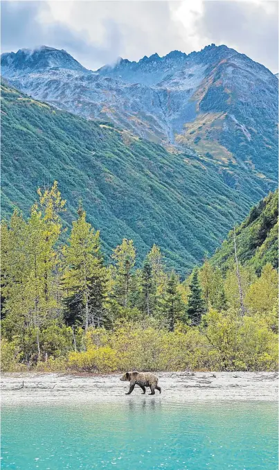  ?? Picture: Getty Images. ?? Top dog: a grizzly bear in Alaska.