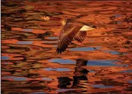  ?? (AP/Michael Probst) ?? The rising sun colors a goose and the river Main on Sunday in Frankfurt, Germany.