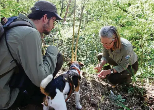  ?? FOTO: PHILIPP BRANDSTÄDT­ER / DPA ?? Die Stadtnatur-Ranger Bennett Buhrke und Nathalie Bunke (rechts) sind in Nikolassee, einem Ortsteil im Bezirk Steglitz-Zehlendorf in Berlin, fündig geworden. Die beiden suchen mit Hund Oskar nach seltenen Pflanzen und Tieren.