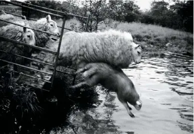  ??  ?? Upper Chapel sheep washing, Wales, 1973, David Hurn