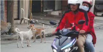  ?? R. Malasig / EPA-EFE / File photo) (Francis ?? Photo shows dogs straying along a street in Parañaque City. A significan­t number of dogs and cats left wandering on the streets could lead to a potential health hazard due to rabies.