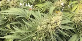  ?? Ap fiLe ?? BIG FIND: On Wednesday, the same day that Jackson County declared a state of emergency amid a sharp increase in illegal cannabis farms, police raided a site that had about two tons of processed marijuana and 17,500 pot plants