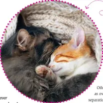  ?? ?? Feline Besties Pheromones promote harmony in the multicat home.