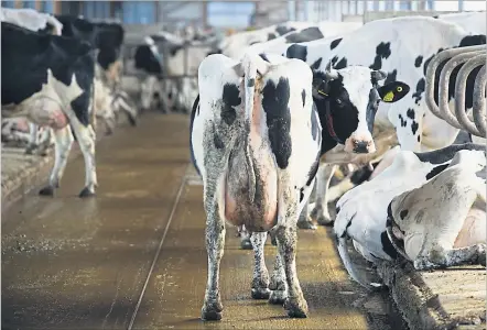  ?? [ AFP ] ?? Weil das Futter immer besser wird, liefern Kühe immer mehr Milch. Die Überproduk­tion führt zu fallenden Preisen.