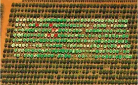  ??  ?? TOP LEFT: The software uses colour coding to make it easy to identify stressed trees.