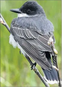  ?? BRUCE MACTAVISH PHOTO ?? An eastern kingbird in Ferryland was a bonus bird on the 2018 Great Canadian Birdathon.