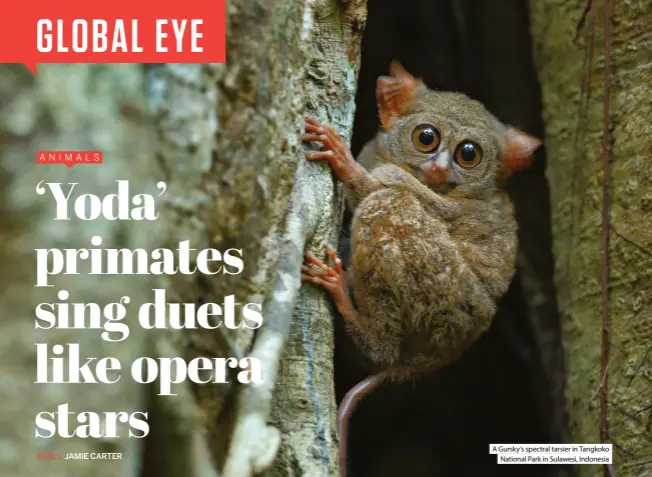  ?? ?? A Gursky’s spectral tarsier in Tangkoko National Park in Sulawesi, Indonesia