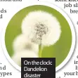  ??  ?? On the clock: Dandelion disaster