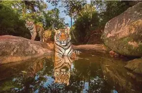  ?? PIC BY STEVE WINTER ?? Fourteen-month-old tiger cubs cooling off in a watering hole in India’s Bandhavgar­h National Park.