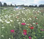  ?? MARKCULLEN.COM ?? The couple’s mixed, cut-flower garden bloomed with bursts of colour throughout the growing season.