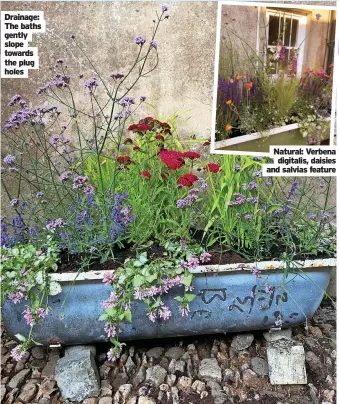  ?? ?? Drainage: The baths gently slope towards the plug holes
Natural: Verbena digitalis, daisies and salvias feature