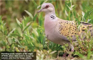  ??  ?? Providing weedy margins at the edges of fields allows adult birds to forage for suitable seed food for hungry chicks.