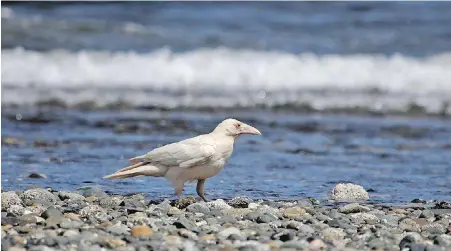  ?? LISA BELL ?? A white raven has spotted around Qualicum Beach.