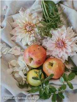  ??  ?? Dahlias and heritage apples.