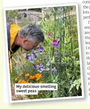  ??  ?? My delicious-smelling sweet peas