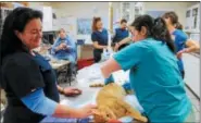  ??  ?? Veterinary profession­als operate on a cat during an Operation Snip clinic hosted Sunday at Troy Veterinary Hospital.