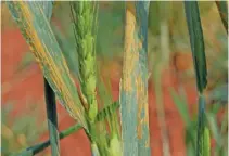  ?? FW ARCHIVE ?? ABOVE:
A new early warning system for wheat rust introduced in Ethiopia could also be adopted elsewhere on the continent.