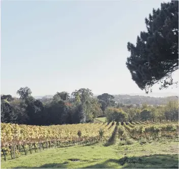  ??  ?? Stopham vineyard near Pulborough: vines with a view of the Arun valley.