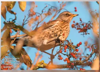  ??  ?? The ochre breast is a good ID clue even if you can’t see the upperparts well