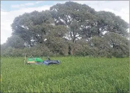  ??  ?? TOUGH: A black box in a paddock in Wal Meyer’s Miram South property near Kaniva.