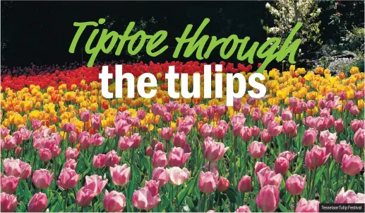  ?? Tesselaar Tulip Festival ??