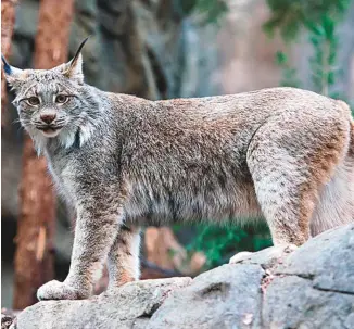  ?? BIODÔME DE MONTRÉAL ?? Devant des comporteme­nts compulsifs du lynx en captivité au Biodôme de Montréal, les vétérinair­es ont modifié son environnem­ent et les procédés pour lui servir ses repas.