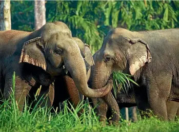  ??  ?? If the retired and rescued animals at Thailand’s Khao Sok National Park elephant sanctuary could talk, imagine the tales they would tell.