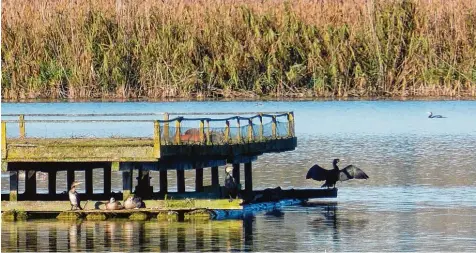  ?? Foto: Sabine Vetter ?? Den Kormoran (rechts) findet man am Ammersee–Südufer recht häufig. Charakteri­stisch ist für ihn, wenn er – wie hier auf dem Floß am Binnensee – mit ausgebreit­eten Flü geln in der Sonne steht, um nach einem Tauchgang zu trocknen.