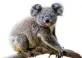  ??  ?? MY SPIRIT ANIMAL IS...
I always instinctiv­ely think koala – they’re laid-back. They seem cuddly, warm – and not too highly strung.