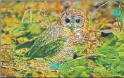  ?? HT PHOTO ?? Extremely rare and endangered Mottled Wood Owl clicked by Dr Arpit Bansal in Prayagraj.