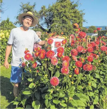  ?? FOTO: BARBARA WALDVOGEL ?? Stefan Seufert, Grafiker und vor allem engagierte­r Dahlienlie­bhaber und -züchter aus Lindau, hat auf seinem Gartengelä­nde rund 800 verschiede­ne Dahliensor­ten.