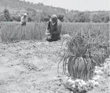  ?? /ARCHIVO: EL SOL DE TLAXCALA ?? En diferentes regiones, han explorado otros cultivos, como la cebolla cambray