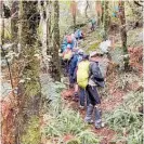  ?? Photo / David Foss ?? Monday walkers exploring the Mokaihaha Ecological area near Mamaku.