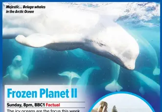  ?? ?? Majestic… Beluga whales in the Arctic Ocean