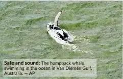  ??  ?? Safe and sound: The humpback whale swimming in the ocean in Van Diemen Gulf, Australia. — AP