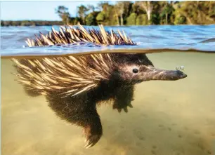  ??  ?? Echidnas are surprising­ly accomplish­ed swimmers. Cambridge University’s Jack Ashby suspects they float so well because their quills are hollow, providing added buoyancy.