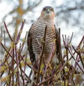  ??  ?? Dieser Sperber beobachtet scharf, was im Garten von Michaela Schlamp in Marxheim (Landkreis Donau‰Ries) vor sich geht.