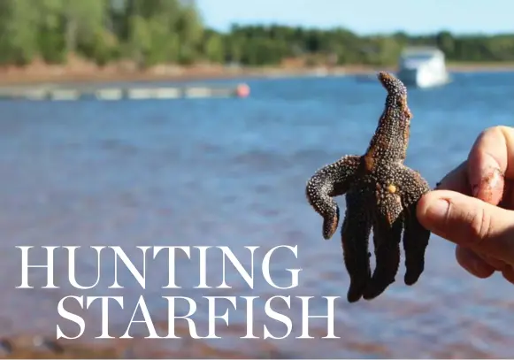  ?? JENNIFER BAIN/TORONTO STAR PHOTOS ?? For the first day after catching a starfish, you can manipulate their arms and shape them while they’re pliable.