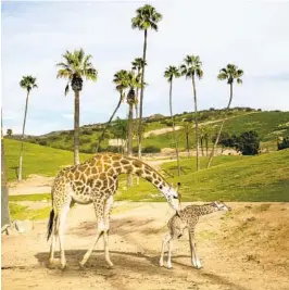  ?? SAM HODGSON U-T ?? En enero, la jirafa Acacia atendió a su cría recién nacida, en el San Diego Zoo Safari Park de Escondido.