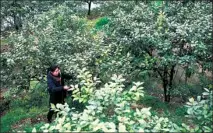  ??  ?? Li Chunbo, a lemon grower in Tongnan, prunes lemon trees at her orchard.
