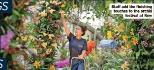  ?? ?? Staff add the finishing touches to the orchid festival at Kew