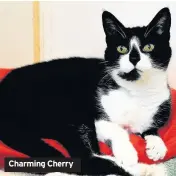  ??  ?? Charming Cherry