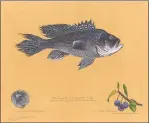  ?? YUAG / Contribute­d photo ?? The painting “Black Sea Bass” by James Prosek.