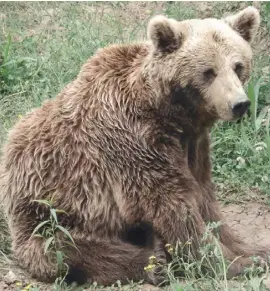  ??  ?? The Iberian brown bear is smaller than other European species