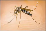  ?? PHOTO COURTESY OF CENTERS FOR DISEASE CONTROL AND PREVENTION VIA AP/JAMES GATHANY ?? In this photo taken by James Gathany and provided by Centers for Disease Control and Prevention, the Aedes albopictus mosquito, better known as the Asian tiger mosquito, bites a human host. The Asian tiger mosquito is found in Maryland and can carry...