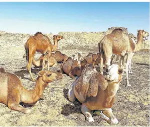  ?? FOTOS: GUNDHILD TILLMANNS ?? Karawanen-Kamele ruhen sich nach einer anstrengen­den Reise durch die Wüste in Bilma aus.