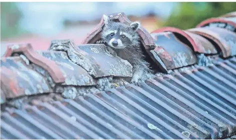  ?? FOTO: DPA ?? Ein Waschbär krabbelt aus seinem Versteck auf dem Dach. Die Tiere sind in der Lage, Dachpfanne­n anzuheben.