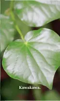  ??  ?? Kawakawa.